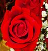 Red Rose Picture