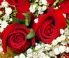 Red Roses Picture