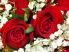 Red Roses Picture