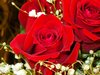 Red Rose Picture