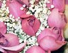 Magenta Rose Picture