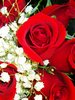 Red Rose picture