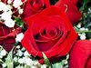 Red Rose Picture