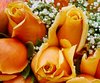 Yellow and Tan Rose Picture