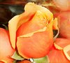 Yellow and orange Rose bud