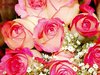 Pink and White Rose Pictures