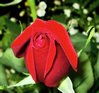 Rose Bud Picture