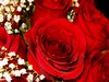 Red Rose Picture