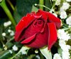 Red Rose Bud
