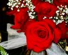 Red Roses Picture