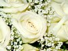 White Rose Picture