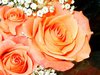 Orange Roses Picture