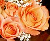 Orange Roses Picture