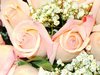 Blushed Pink Roses Picture