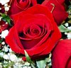 Red Rose Picture
