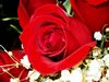 Red Rose Picture