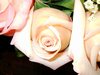 Cream Roses