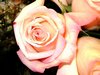 Pink Blushed Roses