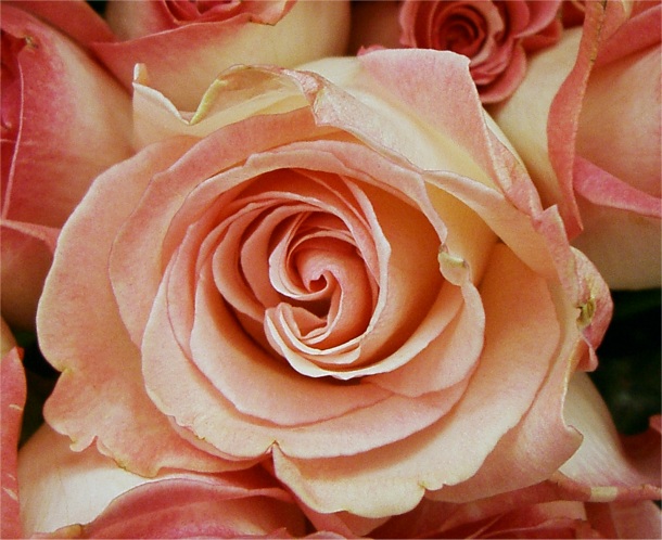 pinkrose2758.jpg