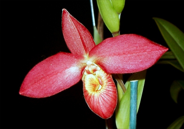 Red Orchid Picture