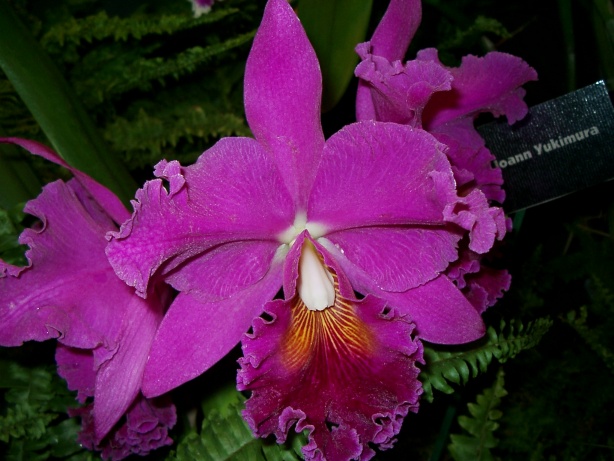 Magenta Orchid Picture