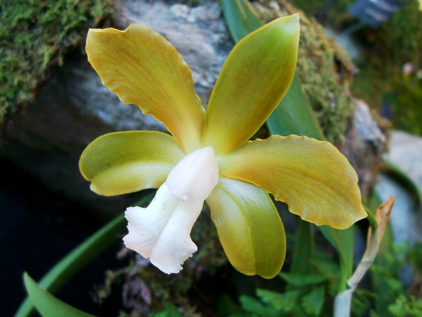 yellow orchid picture