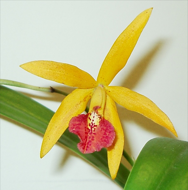 Yellow Orchid Picture