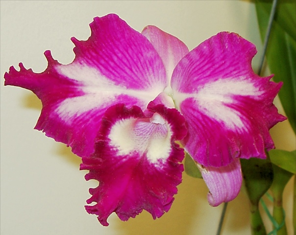 Magenta Orchid Picture