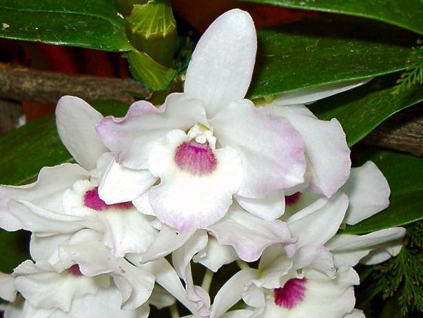 White Orchid Picture