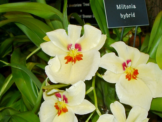 Miltonia Hybrid Orchid