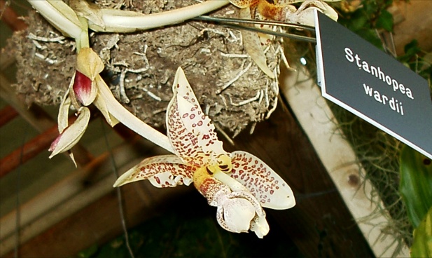 Orchid Stanhopea Wardii