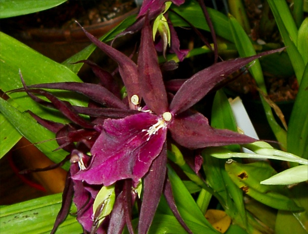 Wine Red Orchid
