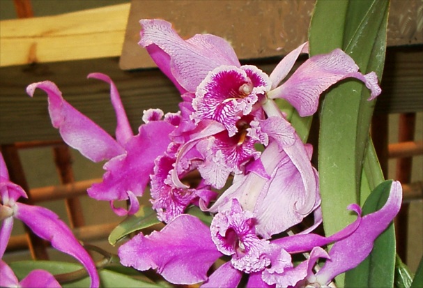Pink Orchid Picture