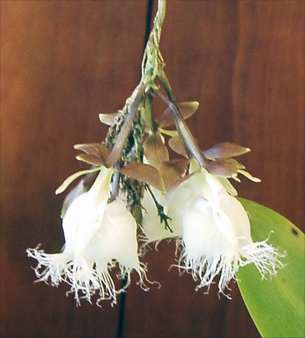 White Orchids Picture