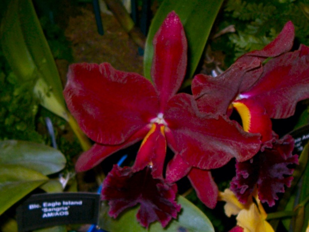 Red Orchid Picture