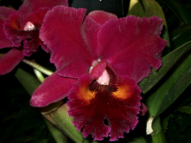 Red Orchid Picture