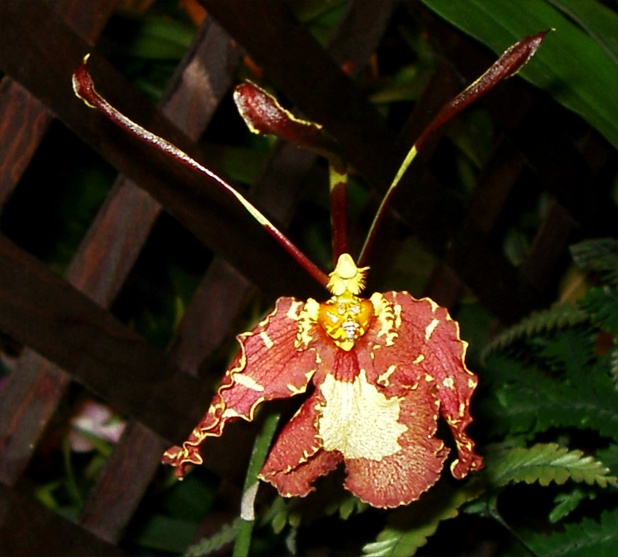 Strange Orchid Picture