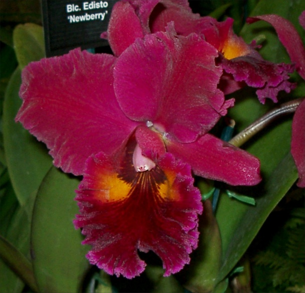 Red Orchid Picture