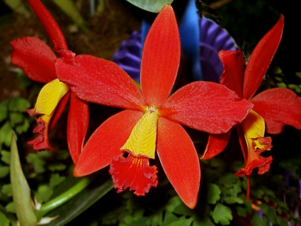 Red Orchid Picture