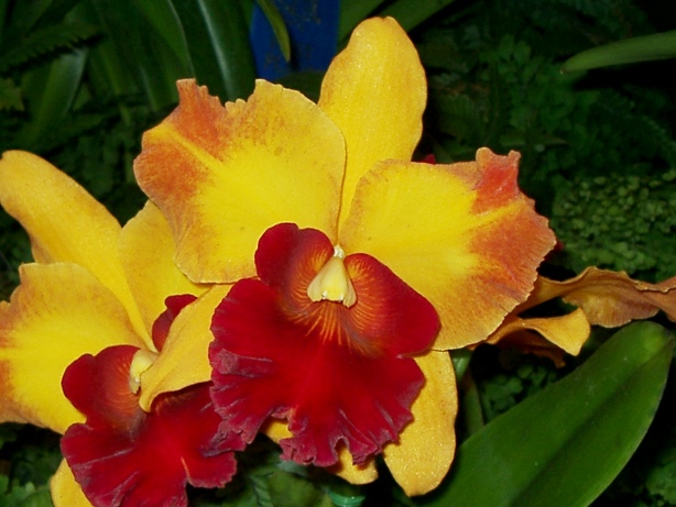 Yellow Orchid Picture