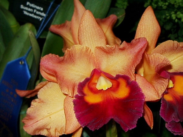 Orange Orchid Picture