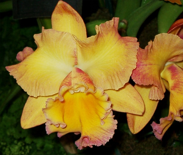 Yellow Orchid Picture