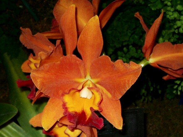 Orange Orchid Picture