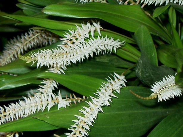 White Orchid Picture