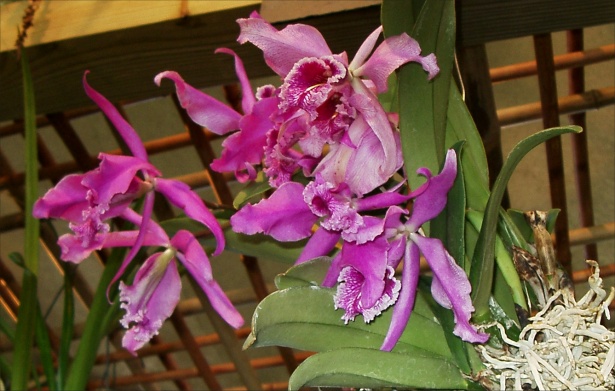 Catleya Maxima Orchid Picture