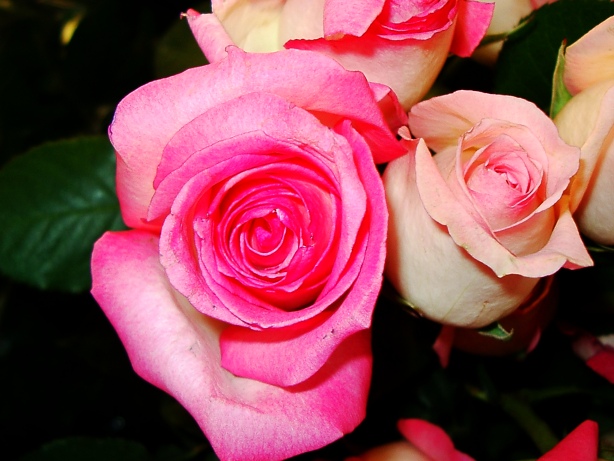 Pink Rose Picture