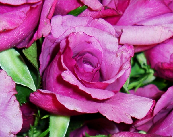 Mauve Rose Picture