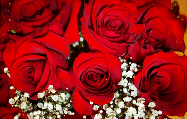 Red Roses Picture