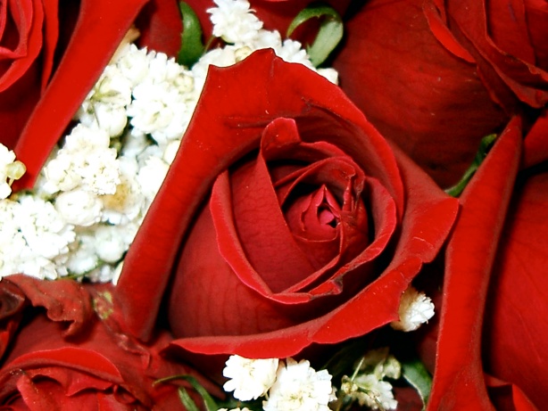 Red Rose Picture