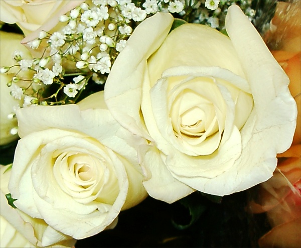 white rose flowers. White Rose Picture